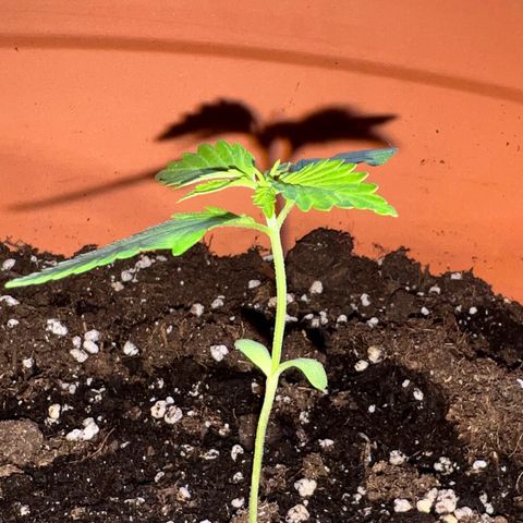 Bella growlog timeline photo