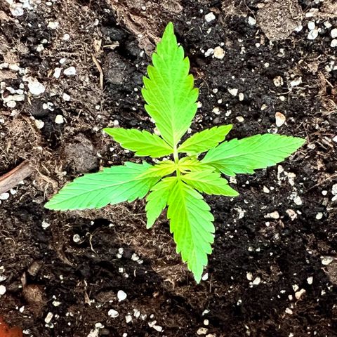Bella growlog timeline photo
