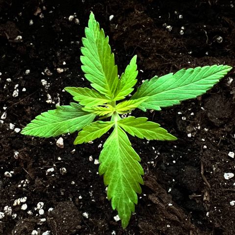 Bella growlog timeline photo