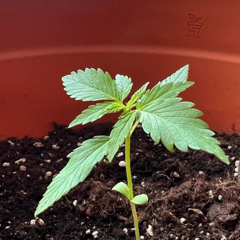 Bella growlog timeline photo