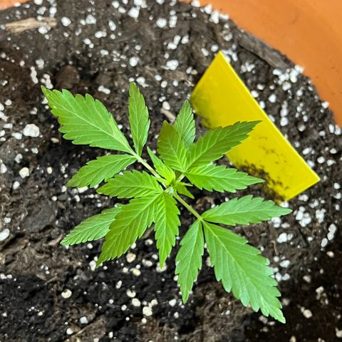 Bella growlog timeline photo