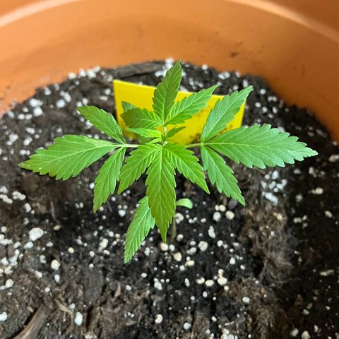 Bella growlog timeline photo