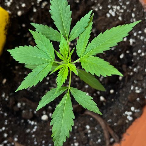 Bella growlog timeline photo