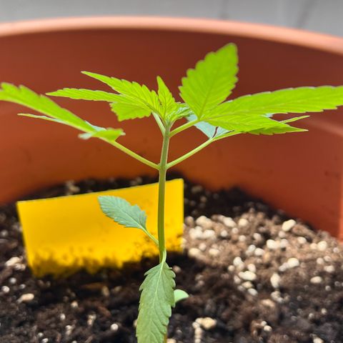 Bella growlog timeline photo