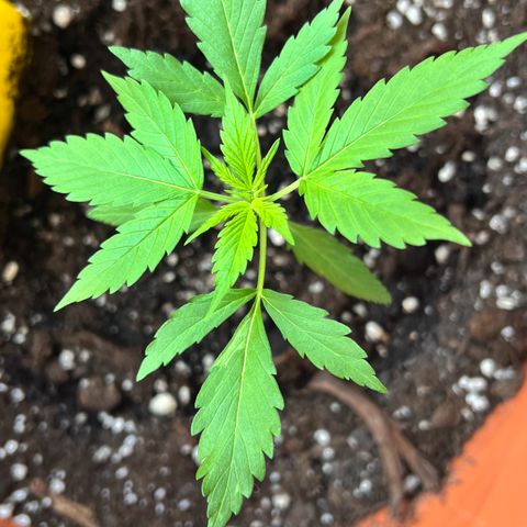 Bella growlog timeline photo