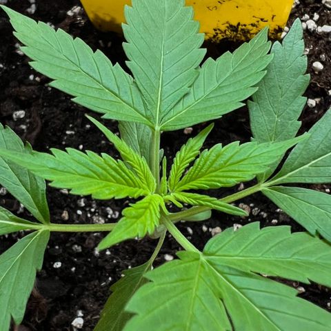 Bella growlog timeline photo