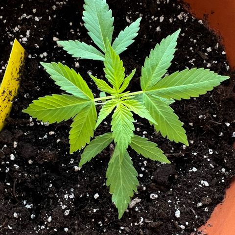 Bella growlog photo: Das erste Fächerblatt mit 5 Fingern!😍
Und an den Stämmen kommen wie es aussieht die nächsten Blätter — oder doch schon Vorblüte?