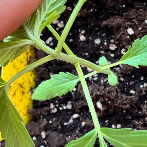 Bella growlog photo: Das erste Fächerblatt mit 5 Fingern!😍
Und an den Stämmen kommen wie es aussieht die nächsten Blätter — oder doch schon Vorblüte?