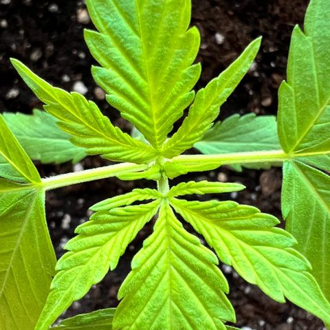 Bella growlog photo: Das erste Fächerblatt mit 5 Fingern!😍
Und an den Stämmen kommen wie es aussieht die nächsten Blätter — oder doch schon Vorblüte?