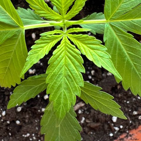 Bella growlog photo: Das erste Fächerblatt mit 5 Fingern!😍
Und an den Stämmen kommen wie es aussieht die nächsten Blätter — oder doch schon Vorblüte?