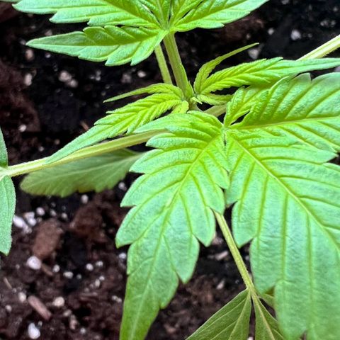 Bella growlog photo: Es kommen immer schneller neue Triebe mit Blättern.🥰
An den Seiten bereits bestehender Triebe kommen auch schon neue Blätter🥹
Die nächste Woche kickt ihr Wachstum glaube ich richtig.