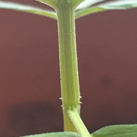 Bella growlog photo: Es kommen immer schneller neue Triebe mit Blättern.🥰
An den Seiten bereits bestehender Triebe kommen auch schon neue Blätter🥹
Die nächste Woche kickt ihr Wachstum glaube ich richtig.