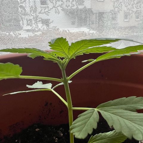 Bella growlog photo: Es kommen immer schneller neue Triebe mit Blättern.🥰
An den Seiten bereits bestehender Triebe kommen auch schon neue Blätter🥹
Die nächste Woche kickt ihr Wachstum glaube ich richtig.