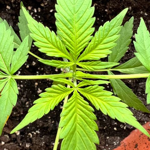 Bella growlog photo: An den Seiten der ersten Blätter kommen neue Triebe😍