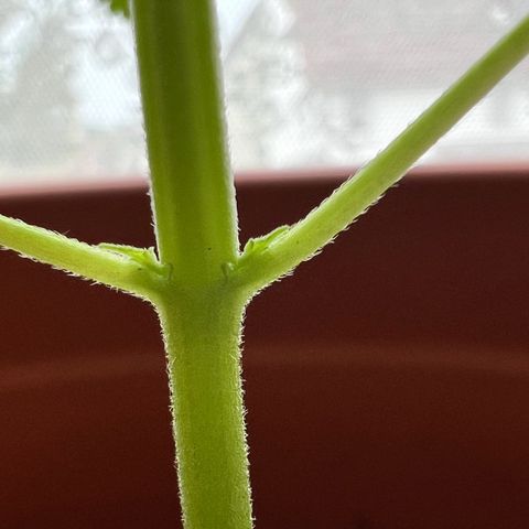 Bella growlog photo: An den Seiten der ersten Blätter kommen neue Triebe😍