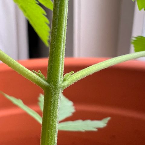 Bella growlog photo: An den Seiten der ersten Blätter kommen neue Triebe😍