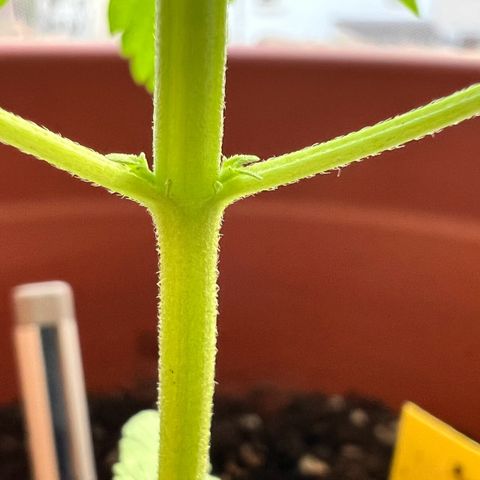Bella growlog photo: Jetzt ist sie richtig am Kommen. Let‘s gooo babygirl!💗