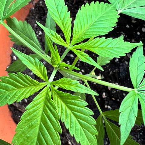 Bella growlog photo: Jetzt ist sie richtig am Kommen. Let‘s gooo babygirl!💗