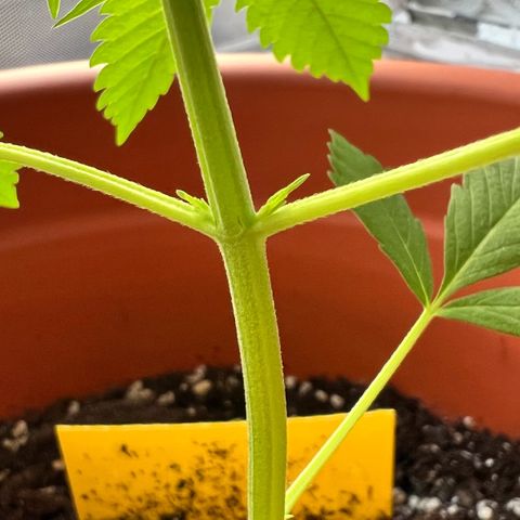 Bella growlog photo: Jetzt ist sie richtig am Kommen. Let‘s gooo babygirl!💗