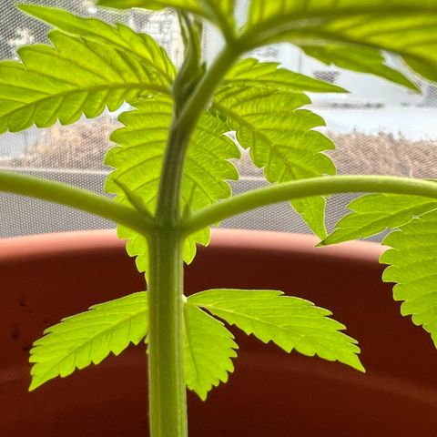 Bella growlog photo: Jetzt ist sie richtig am Kommen. Let‘s gooo babygirl!💗
