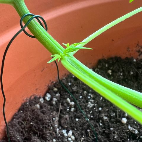 Bella growlog timeline photo