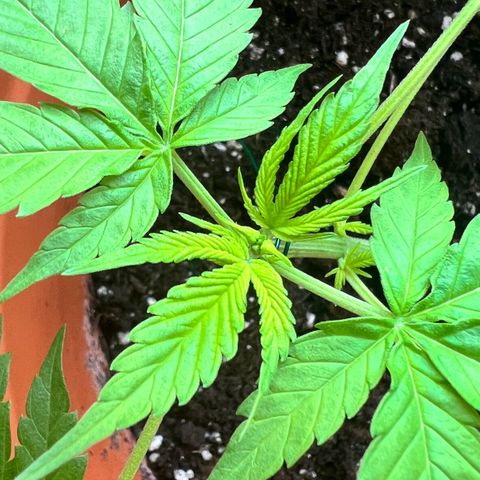 Bella growlog timeline photo
