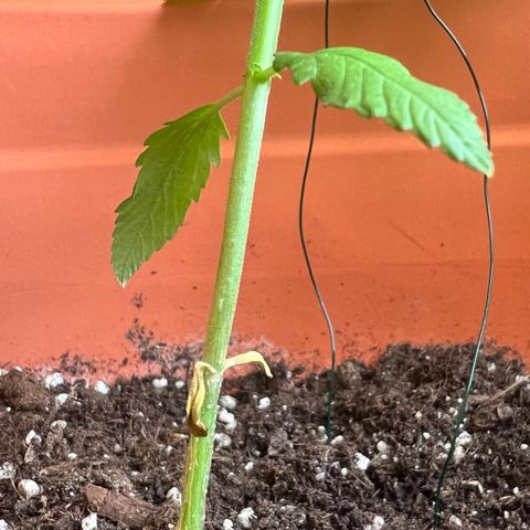 Bella growlog timeline photo