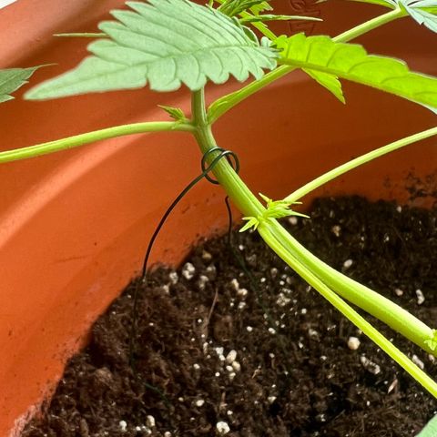 Bella growlog timeline photo