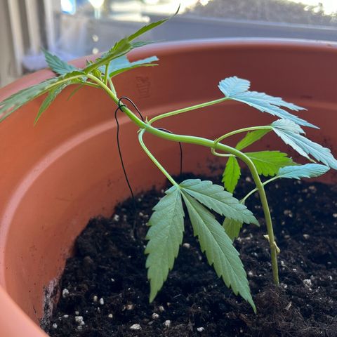 Bella growlog photo: Heute habe ich mit LST begonnen.💪🏼
Dafür verwende ich beschichteten Blumendraht und hoffe, dass Bella sich über den Freiraum freut und schnell erholt.🫶🏼