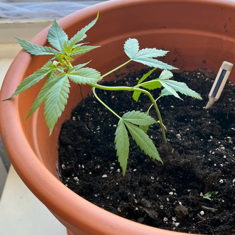 Bella growlog photo: Heute habe ich mit LST begonnen.💪🏼
Dafür verwende ich beschichteten Blumendraht und hoffe, dass Bella sich über den Freiraum freut und schnell erholt.🫶🏼