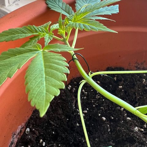 Bella growlog photo: Heute habe ich mit LST begonnen.💪🏼
Dafür verwende ich beschichteten Blumendraht und hoffe, dass Bella sich über den Freiraum freut und schnell erholt.🫶🏼