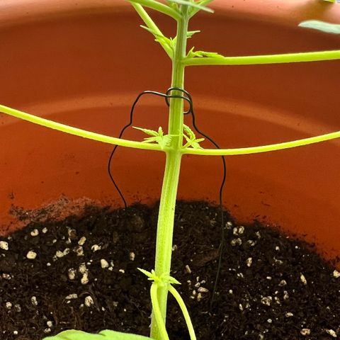 Bella growlog timeline photo