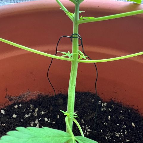 Bella growlog timeline photo