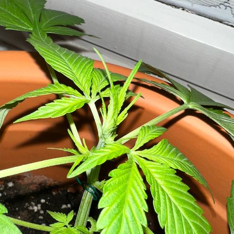 Bella growlog photo: Sieht irgendwie cool aus wie sich da oben die neuen Blätter nach oben strecken.👍🏼
