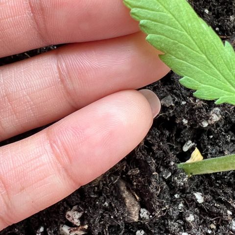 Bella growlog timeline photo