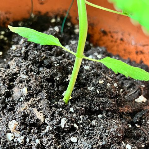 Bella growlog timeline photo