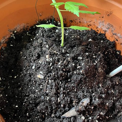 Bella growlog timeline photo