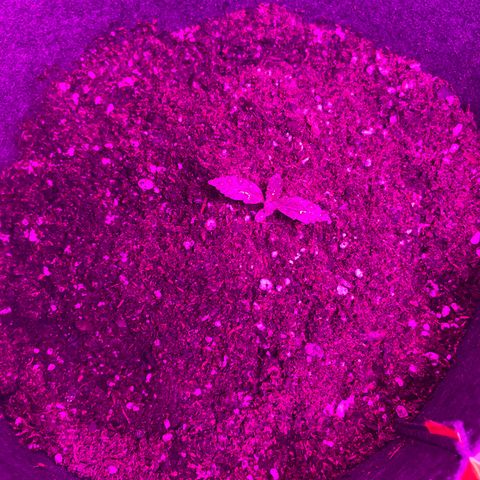 Lucy growlog timeline photo