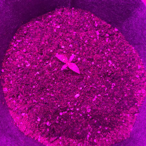 Lucy growlog timeline photo