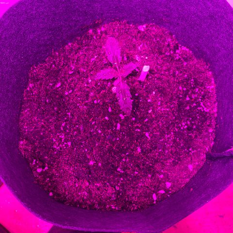 Lucy growlog timeline photo