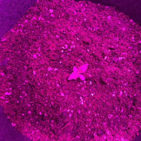 Lucy growlog timeline photo