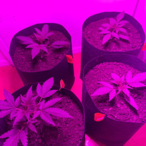 Lucy growlog photo: 4 días después de aplicar enraizante. 2ml en 1 litro de agua. Aprox 500ml por planta 