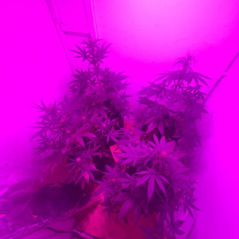 Lucy growlog timeline photo