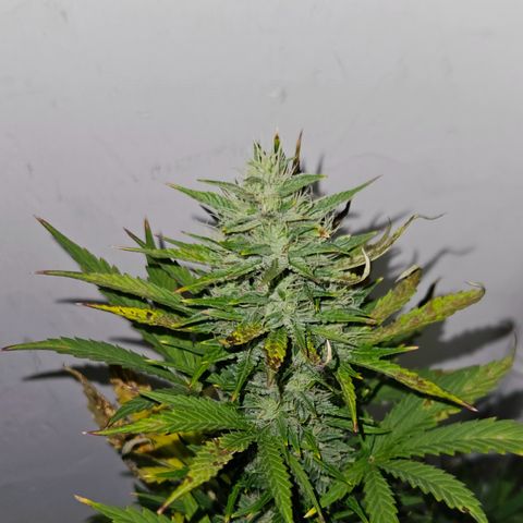 Lucy growlog timeline photo