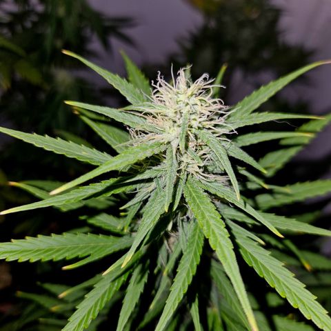 Lucy growlog timeline photo