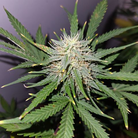 Lucy growlog timeline photo