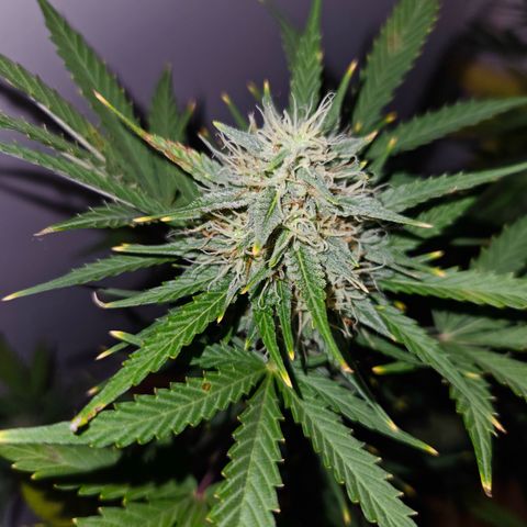 Lucy growlog timeline photo