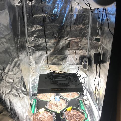 Gorilla Glue #2 growlog timeline photo