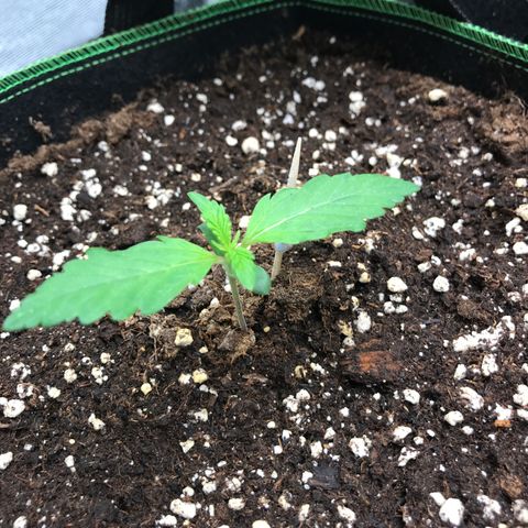 Gorilla Glue #2 growlog timeline photo