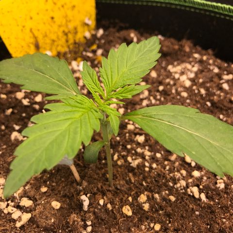 Gorilla Glue #2 growlog timeline photo